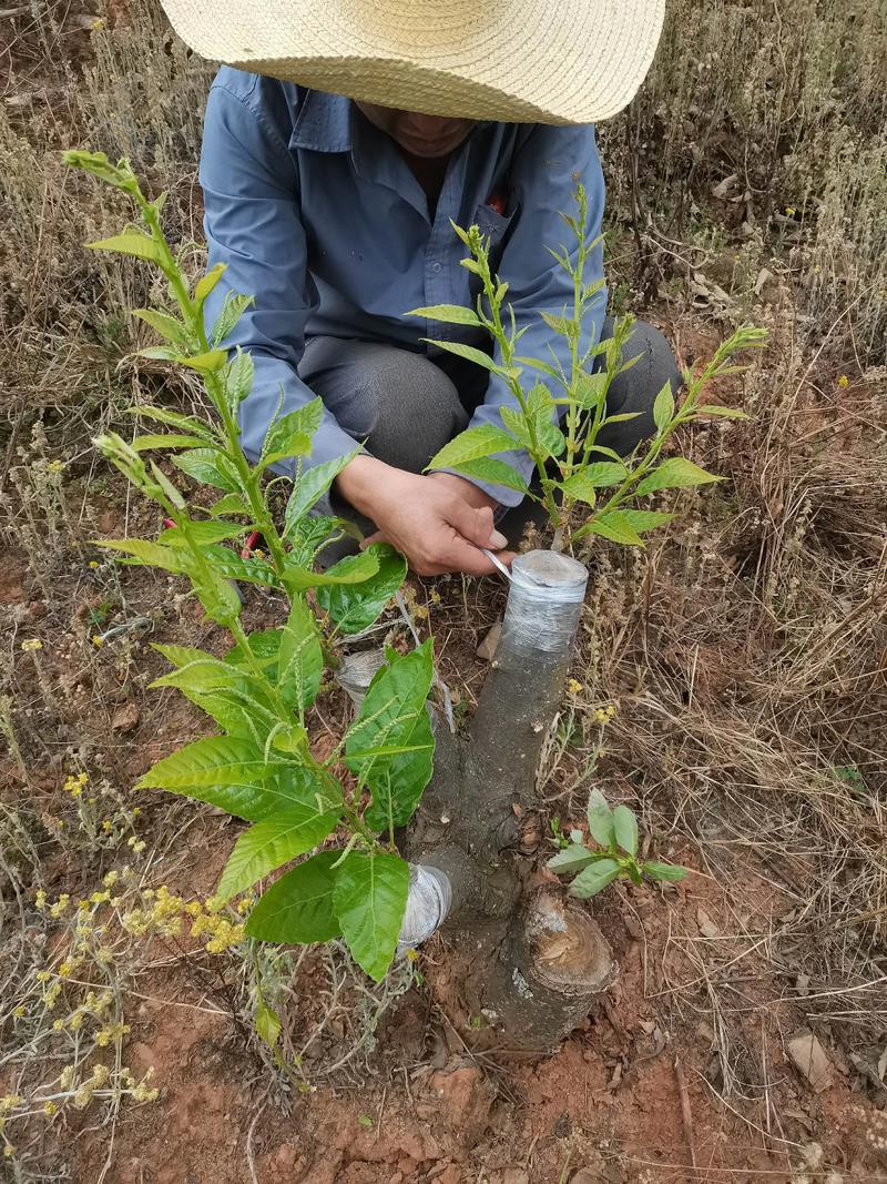 茶花的嫁接时间和方法