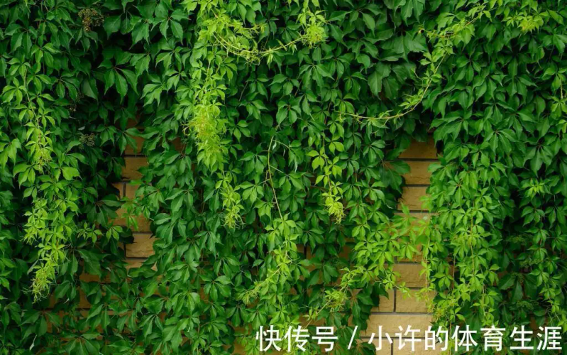 How to grow climbing plants