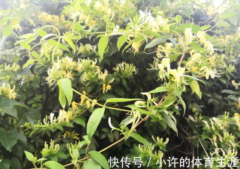 How to grow climbing plants