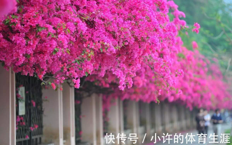 How to grow climbing plants