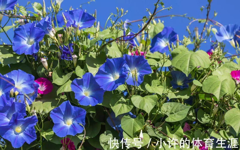 How to grow climbing plants