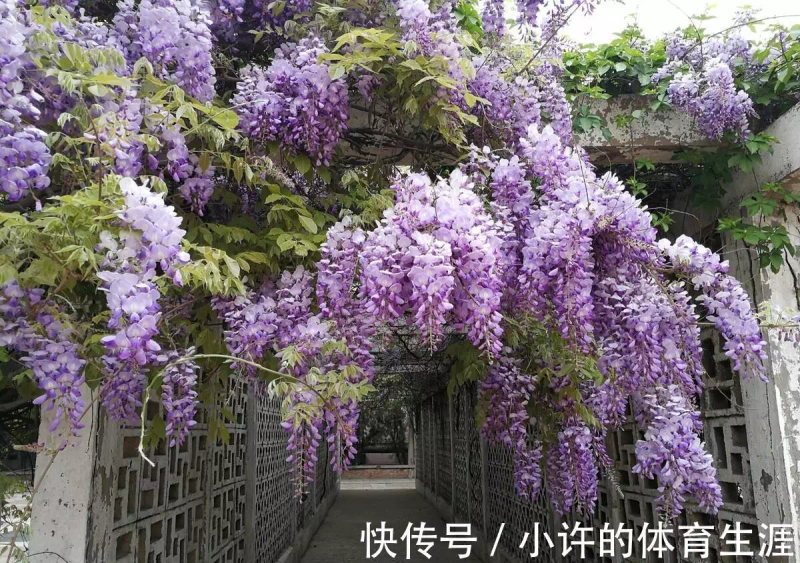 How to grow climbing plants