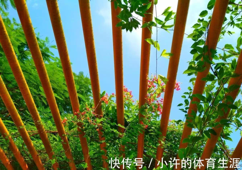 How to grow climbing plants