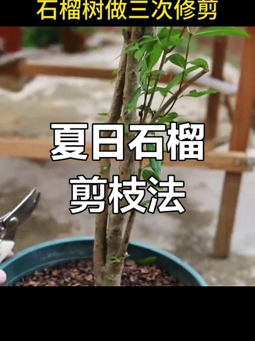 石榴树苗的种植方法