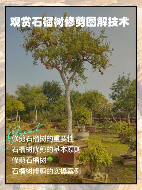 石榴树苗的种植方法