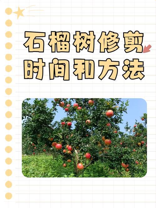 石榴树苗的种植方法