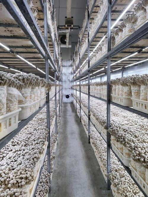 福州食用菌种植技术