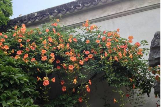 爬墙植物如何种植