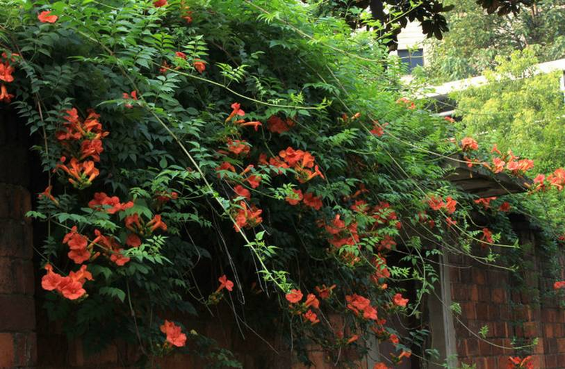 爬墙植物如何种植