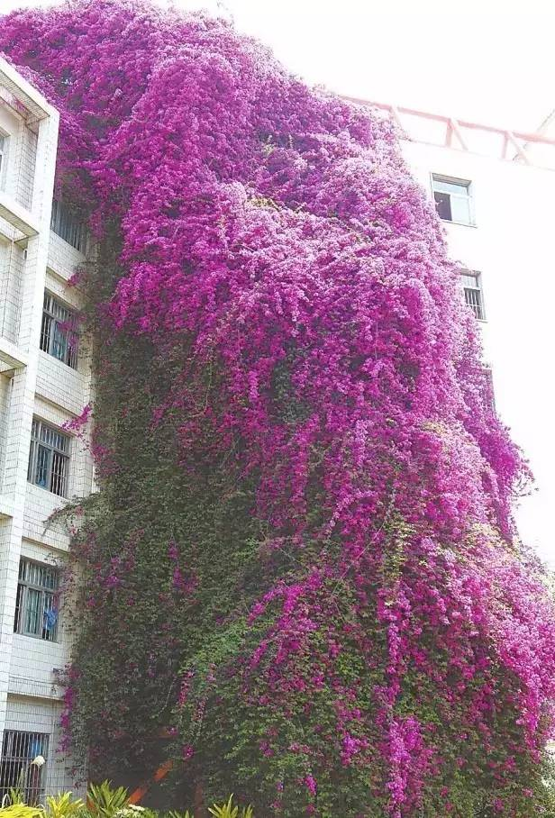 爬墙植物如何种植