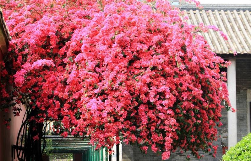 爬墙植物如何种植