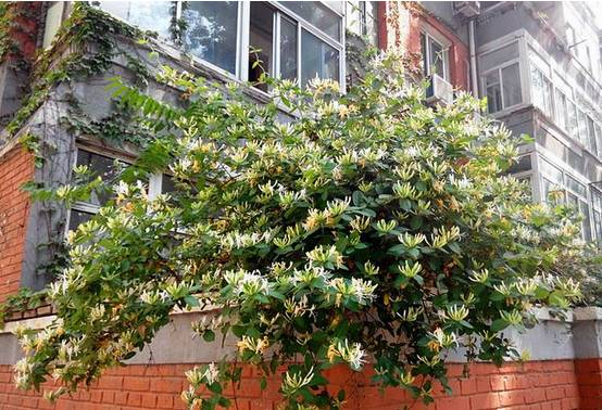 爬墙植物如何种植