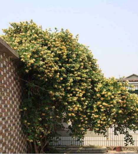 爬墙植物如何种植