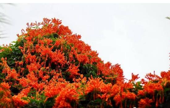 爬墙植物如何种植