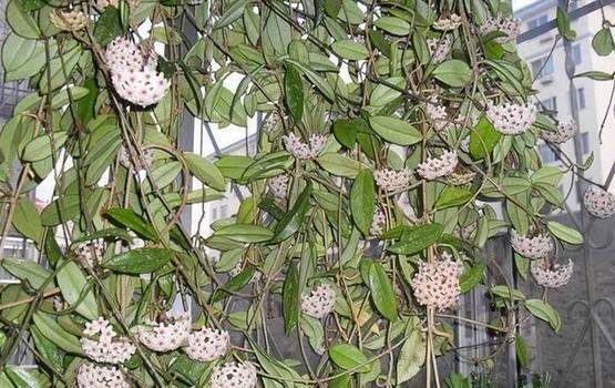 爬墙植物如何种植