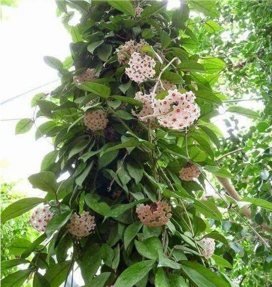 爬墙植物如何种植