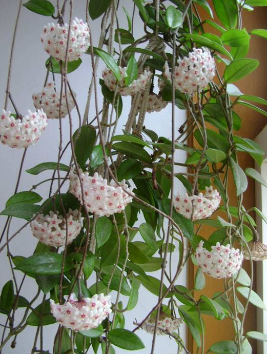 爬墙植物如何种植