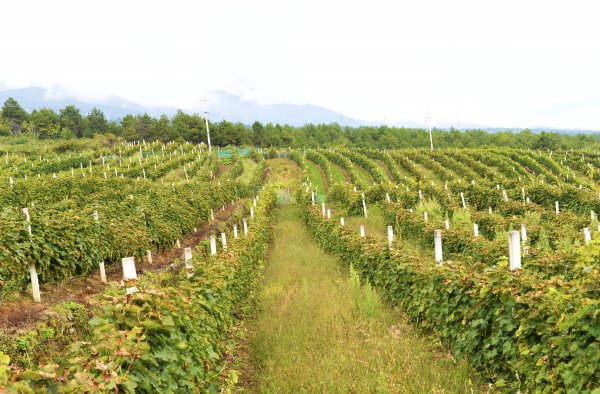冰葡萄种植技术