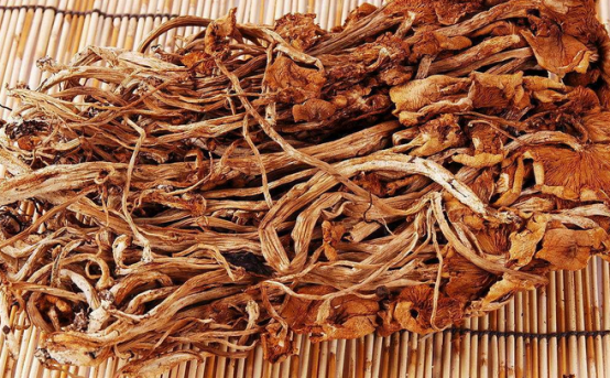 茶树菇的种植技术