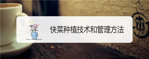 阳台大白菜种植技术