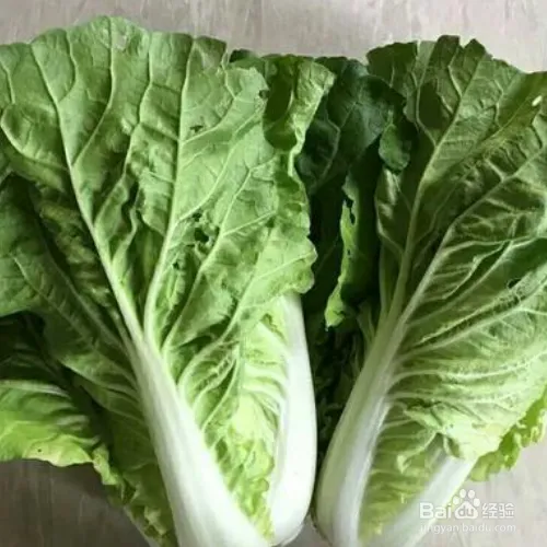 阳台大白菜种植技术