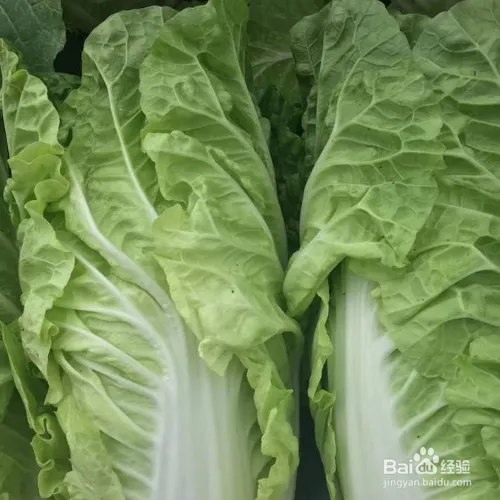 阳台大白菜种植技术