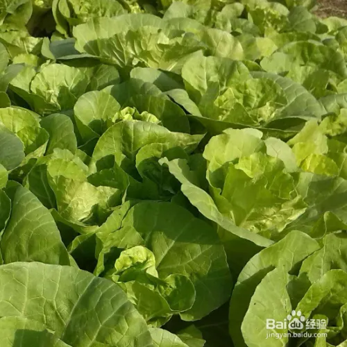 阳台大白菜种植技术