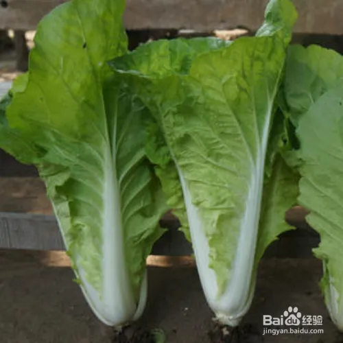 阳台大白菜种植技术