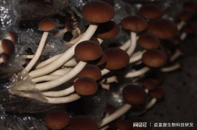 茶树菇的种植技术