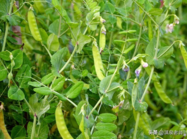 Dutch soybean plantations