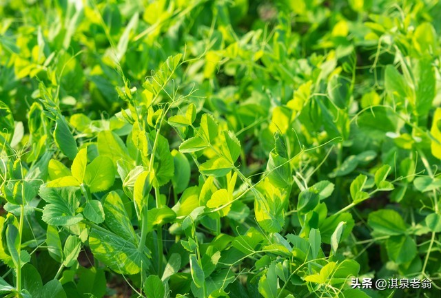 Dutch soybean plantations