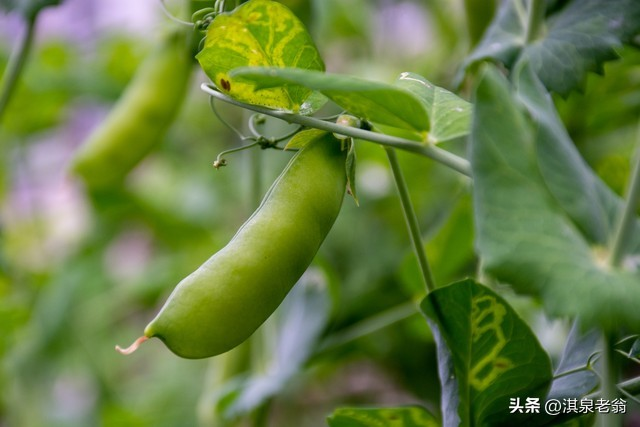 Dutch soybean plantations