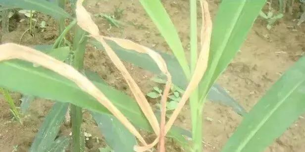 大棚姜种植技术