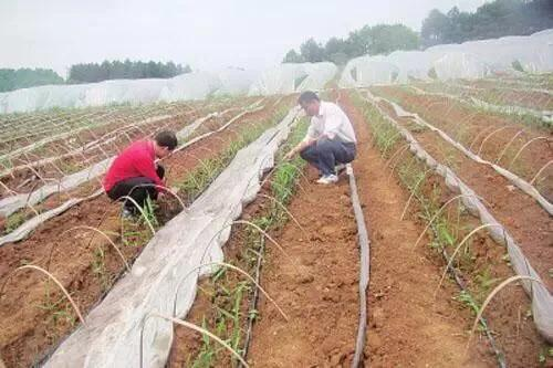 大棚姜种植技术