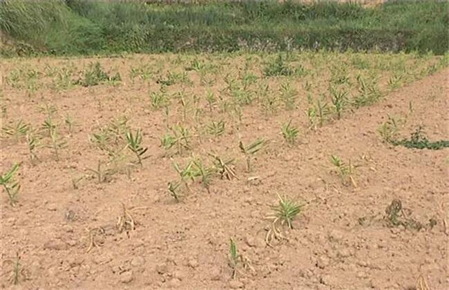 大棚姜种植技术