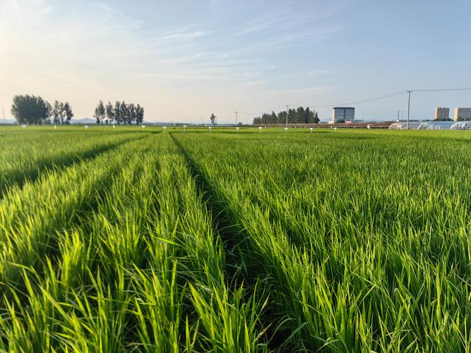 辽宁水稻种植技术