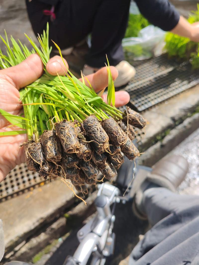 辽宁水稻种植技术