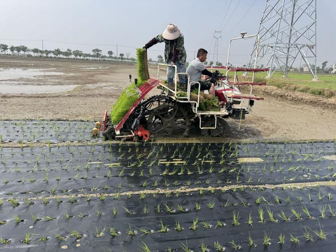 辽宁水稻种植技术