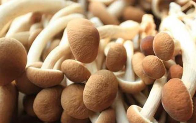 茶树菇的种植技术