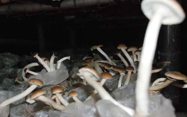 茶树菇的种植技术