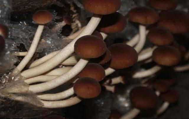 茶树菇的种植技术