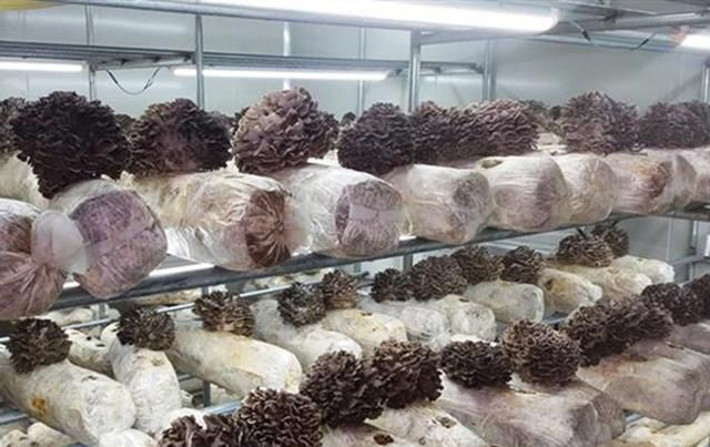 茶树菇的种植技术