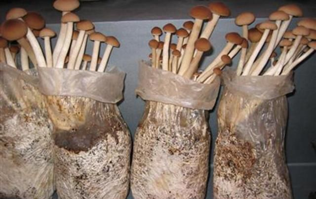 茶树菇的种植技术