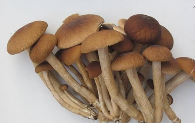 茶树菇的种植技术