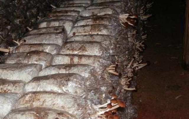 茶树菇的种植技术