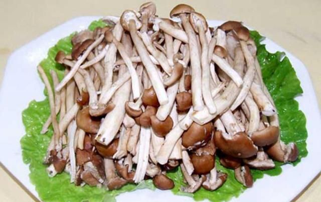 茶树菇的种植技术