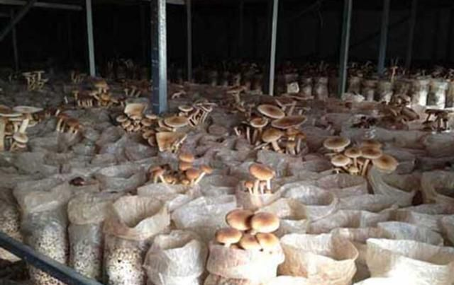 茶树菇的种植技术