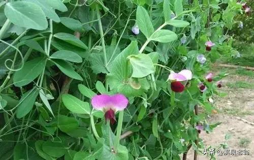 Dutch soybean plantations