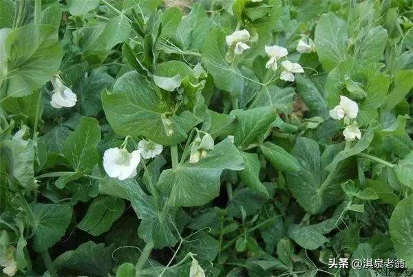 Dutch soybean plantations