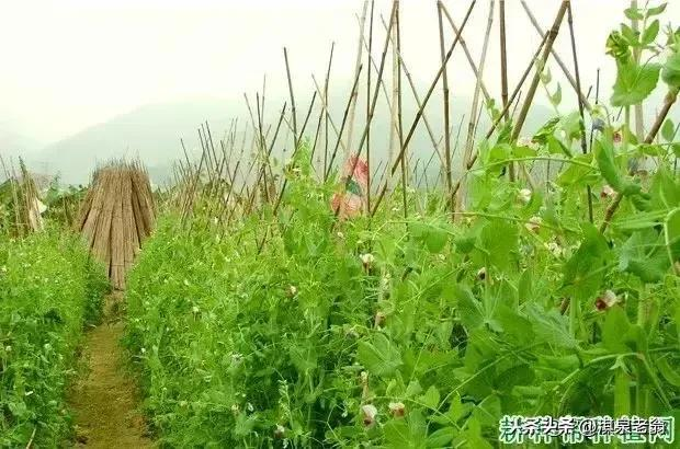 Dutch soybean plantations